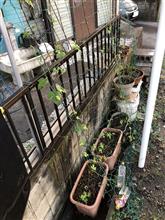世界に一つだけの花！
