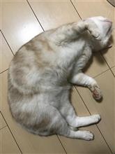 娘からのプレゼント