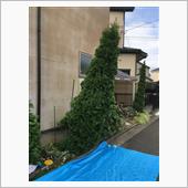 どしゃ降りのち、コニファーが ...