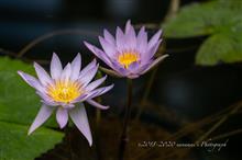 睡蓮で暑気払い☆