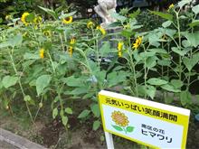 別所沼公園のヒマワリ咲いてきた♪