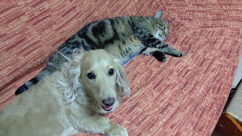暑いんだって ゞ 犬 ハッピー ミニチュアダックスフント 猫 アメショー ゆめ 添い寝 どんみみのブログ 気分は迎撃戦闘機２ みんカラ