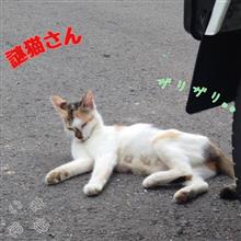 みんなガリガリだよ｡｡