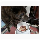 とある甲斐犬の闘病記〜腎臓病 ...