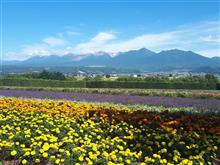 北海道弾丸ツアー③　富良野・美瑛へ