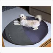 犬バカ親父のワンコ自慢　暗が ...