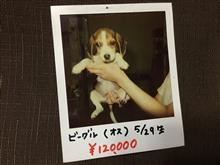 愛犬壱号「小太郎」が旅立った。