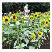 ヒマワリ満開の別所沼公園♪