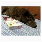 とある甲斐犬の闘病記〜ご紹介 ...