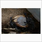 カブトムシ