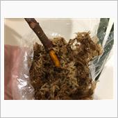 取り木に失敗したよ
