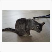 飛鳥洗い