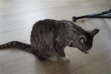 飛鳥洗い