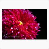 夏の花、温室の花