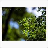 Flowers いつもの週末 ...