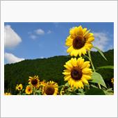 夏の岐阜旅