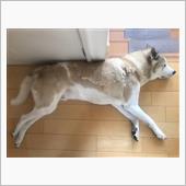 換毛期の影響で毛がアメリカ合 ...