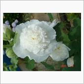 🌸　WHITE