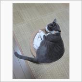 カミナリこわひ（ーー；）