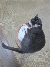 カミナリこわひ（ーー；）