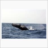 2月のクジラ画像まとめ（ﾊﾞ ...