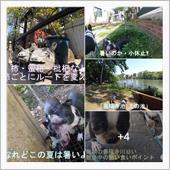 早朝散歩は、フルーツ食べ放題 ...