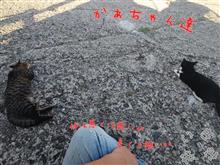 今頃【アカリがやってきたぞっ】ハマる