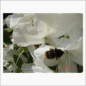 🌸　WHITE