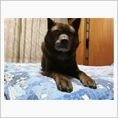 とある甲斐犬の闘病記〜ご紹介 ...
