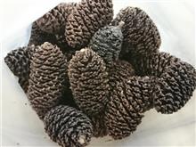 天然水質調整剤　『ヤシャブシの実』～♪