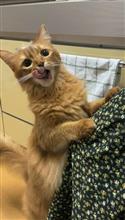 こまちちゃんの様子