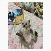 仔猫とオイル交換、8月を振り ...