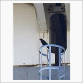 別のカラスの話。