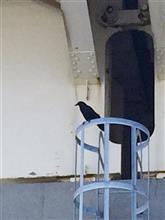 別のカラスの話。