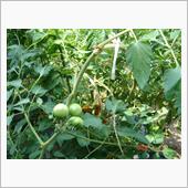 🍅