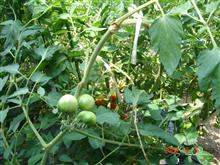 🍅
