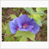 🌸　BLUE　PURPLE