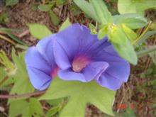 🌸　BLUE　PURPLE