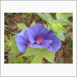 🌸　BLUE　PURPLE