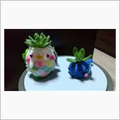 まぁ、サボテン。