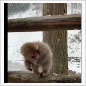 かわいい