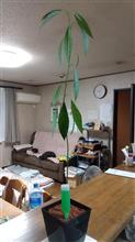 でぶアボその後。