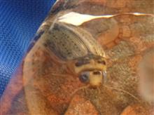 ハイイロゲンゴロウかなぁ？