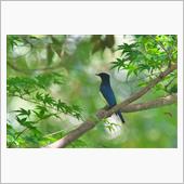 秋の渡り、公園でオオルリ（雄 ...
