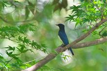 秋の渡り、公園でオオルリ（雄成鳥）に出会う