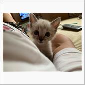 🐱賑やかしくなりました🥰