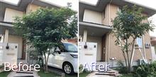 シマトネリコを剪定したよ