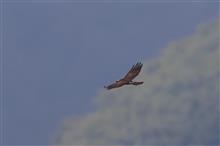 クマタカ背打ち峠は、やっぱり撃沈(^-^;