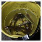 本日の釣果　#ハゼ釣り　#釣り