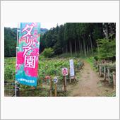 小鹿野ダリア園と周辺散策など